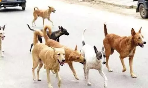 ശ്വാ​ന​സൗ​ഹൃ​ദ ന​ഗ​ര​സ​ഭയിൽ നാ​ട്ടു​കാ​രെ ഓ​ടി​ച്ചി​ട്ട് ക​ടി​ച്ച് തെ​രു​വു​നാ​യ്ക്ക​ൾ