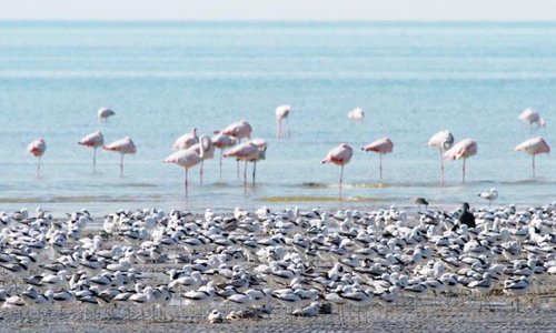 താപനില കുറയുന്നു; ഒമാനിലേക്ക്​ ​േദശാടനപ്പക്ഷികൾ എത്തിത്തുടങ്ങി