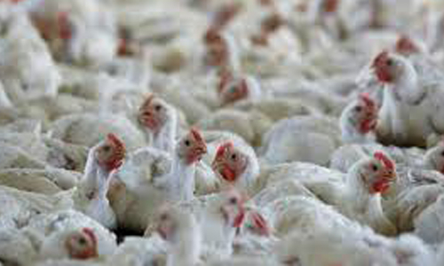 ആറ്​ രാജ്യങ്ങളിൽനിന്ന്​ പക്ഷി ഇറക്കുമതി വിലക്ക്​ നീക്കി