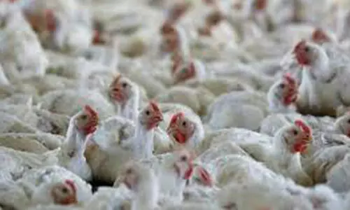 ആറ്​ രാജ്യങ്ങളിൽനിന്ന്​ പക്ഷി ഇറക്കുമതി വിലക്ക്​ നീക്കി