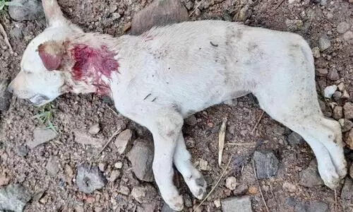 പട്ടിയെ കൊന്നത് പുലിയെന്ന് സംശയം പട്ടിയെ കൊന്നത് പുലിയെന്ന് സംശയം