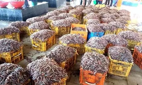 ഒറ്റ ദിവസം, കിട്ടിയത്​ കാൽകോടിയുടെ ചെമ്മീൻ; മുനക്കക്കടവിൽ ആഹ്ലാദം