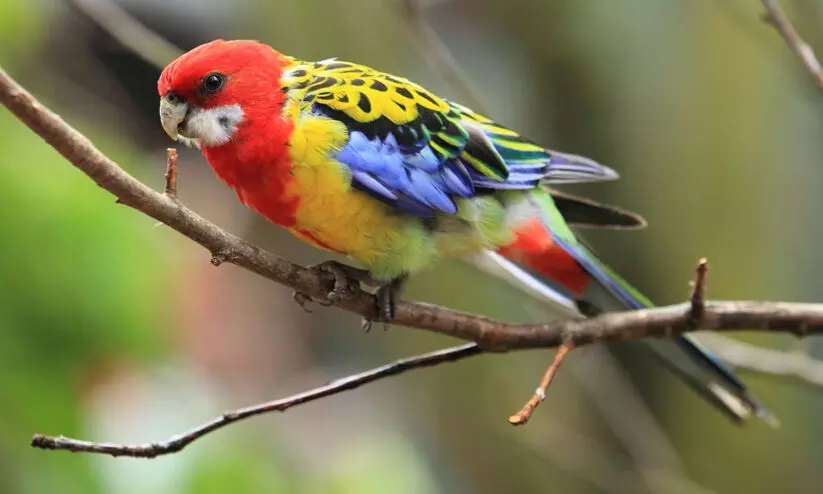 australian parrot 9921