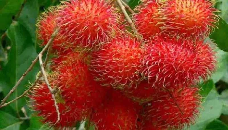 നിപയിൽ തകർന്ന് റമ്പൂട്ടാൻ; കിലോക്ക് 100 രൂപക്കുപോലും ആർക്കും വേണ്ട