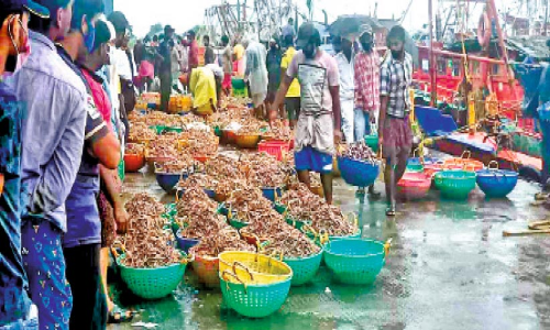 ആശ്വാസത്തിൽ തീരം; നൂറിലധികം ബോട്ടുകൾക്ക്  വല നിറയെ ചെമ്മീൻ