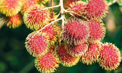 നിപ ഭീതിയിൽ റമ്പുട്ടാൻ പഴത്തിനും കാലക്കേട്