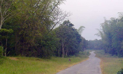 രാ​ത്രി​യാ​ത്ര നി​രോ​ധ​നം: കു​ട്ട-​ഗോ​ണി​ക്കു​പ്പ റോ​ഡ്​ ബ​ദ​ലാ​വി​ല്ല; മു​ഖ്യ​മ​ന്ത്രി​ക്ക്​ എം.​എ​ല്‍.​എ ക​ത്ത് ന​ല്‍കി