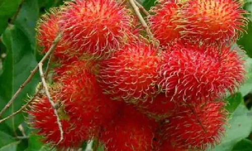 നിപയിൽ തകർന്ന് റമ്പൂട്ടാൻ; കിലോക്ക് 100 രൂപക്കുപോലും ആർക്കും വേണ്ട