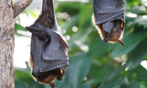 നി​പ രോ​ഗ​ബാ​ധ​യു​ടെ ഉറവിടം വവ്വാലാകാൻ സാധ്യത