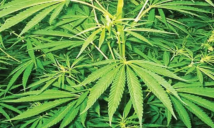 ആറ് ലക്ഷം രൂപയുടെ കഞ്ചാവുമായി തിരുവനന്തപുരത്ത്  രണ്ട് യുവാക്കൾ ​ അറസ്റ്റിൽ