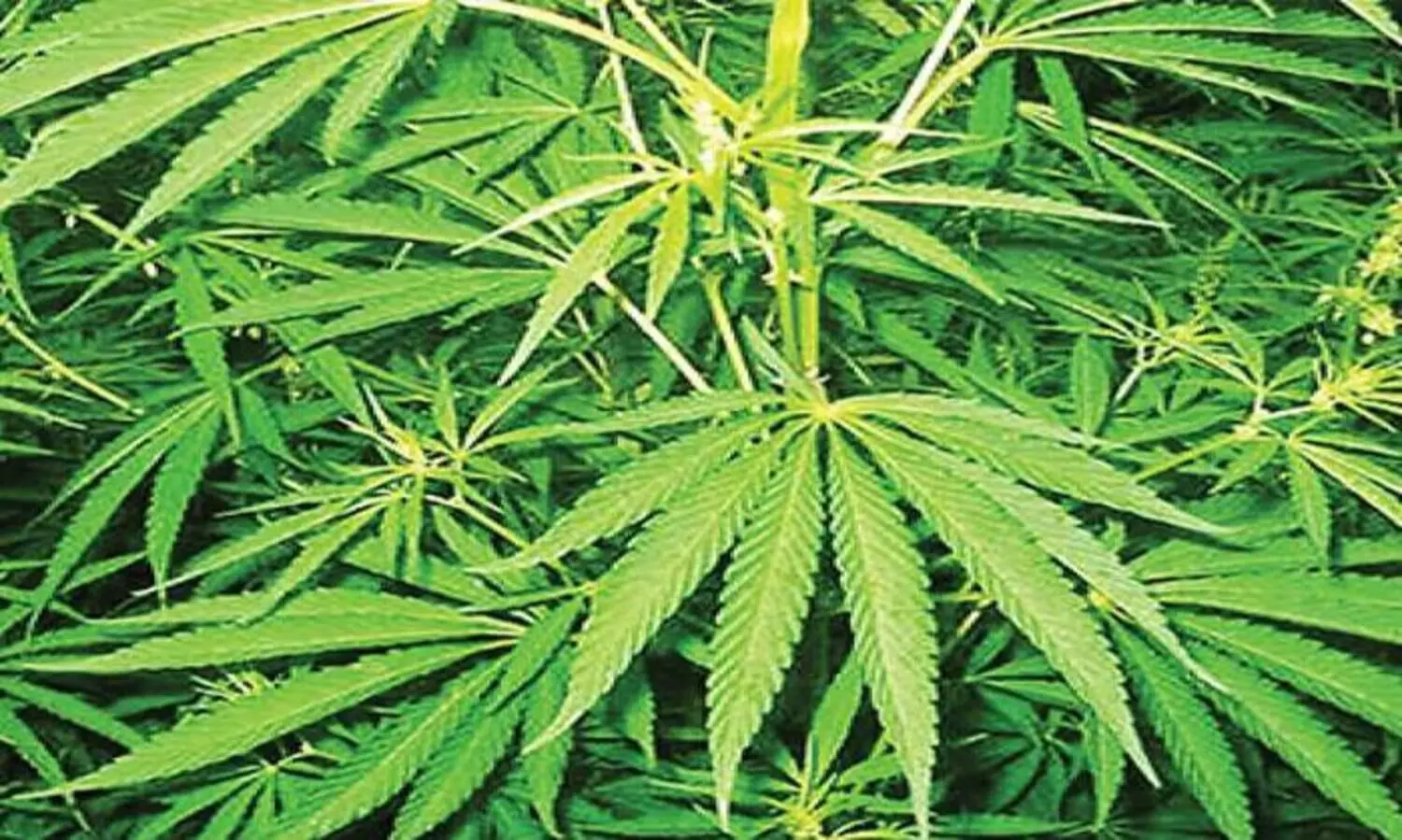 ആറ് ലക്ഷം രൂപയുടെ കഞ്ചാവുമായി തിരുവനന്തപുരത്ത്  രണ്ട് യുവാക്കൾ ​ അറസ്റ്റിൽ