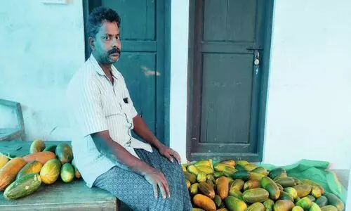 കു​ത്ത​നെ വി​ല ഇ​ടി​ഞ്ഞു; പ്ര​തി​സ​ന്ധി​യി​ലാ​യി  അ​സ്ക​റി​െൻറ വെ​ള്ള​രി കൃ​ഷി