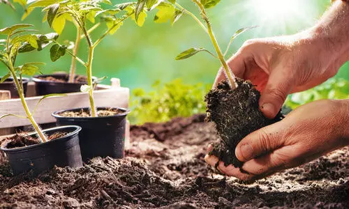 മാറുന്ന കാലാവസ്​ഥ അനുസരിച്ച്​ ചെടികളെ പരിചരിക്കാനറിയണം