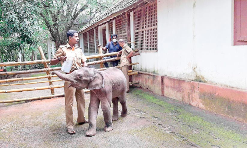 കൊച്ചുകുസൃതികളുമായി കോയിക്കൽ കണ്ണൻ കോന്നിയിലെത്തി