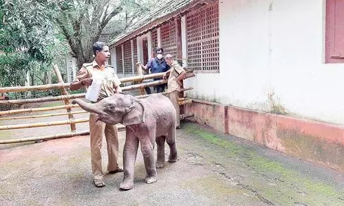 കൊച്ചുകുസൃതികളുമായി കോയിക്കൽ കണ്ണൻ കോന്നിയിലെത്തി