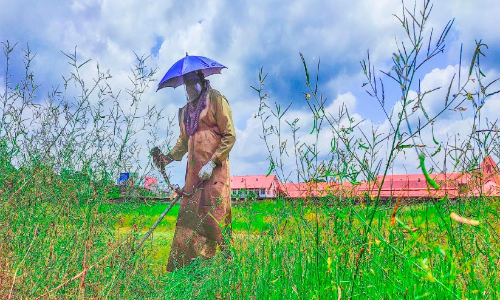 പുല്ലേ വിട; ​െനഹ്​റു സ്​റ്റേഡിയത്തിലെ പച്ചപ്പ്​ വെട്ടിമാറ്റിത്തുടങ്ങി