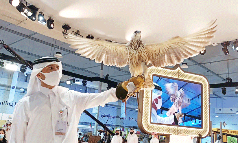 കതാറയിലെ ഫാൽക്കൻ കഥകൾ