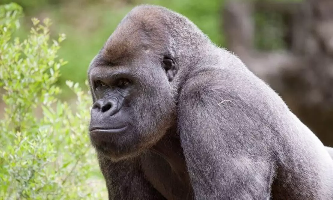 Gorillas test Covid positive at zoo in Atlanta