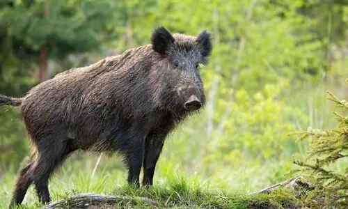 വെടിവെച്ച ആൾക്ക് കാട്ടുപന്നിയുടെ കുത്തേറ്റു വെടിവെച്ച ആൾക്ക് കാട്ടുപന്നിയുടെ കുത്തേറ്റു