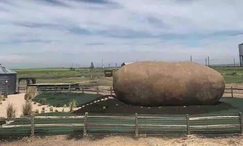 potato hotel