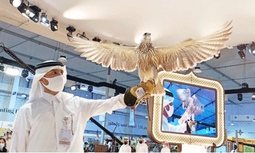 കതാറയിലെ ഫാൽക്കൻ കഥകൾ