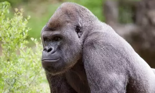 Gorillas test Covid positive at zoo in Atlanta