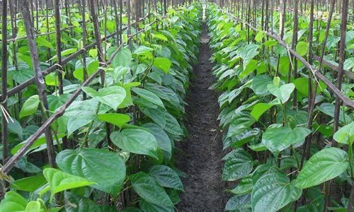 തിരൂര്‍ വെറ്റില ഇനി തപാല്‍ വകുപ്പി​െൻറ കവറിലും