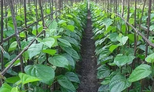 തിരൂര്‍ വെറ്റില ഇനി തപാല്‍ വകുപ്പി​െൻറ കവറിലും