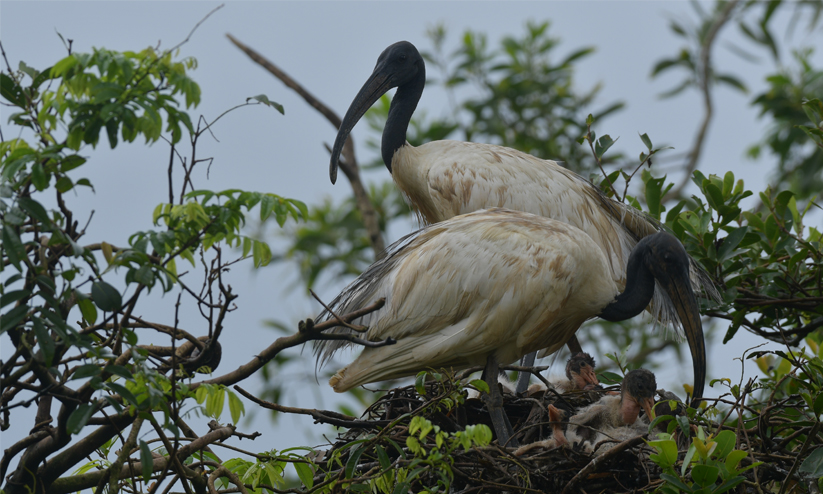Black-headed ibis Black-headed ibis