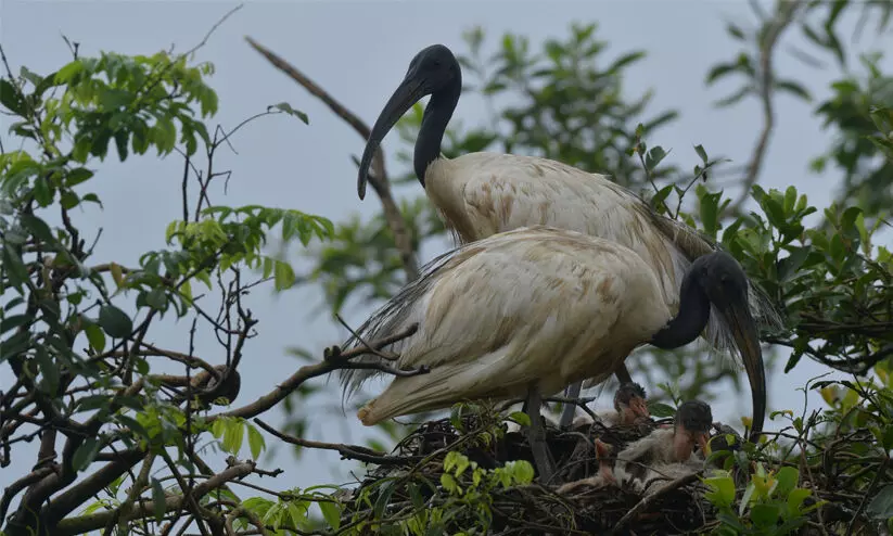 Black-headed ibis Black-headed ibis