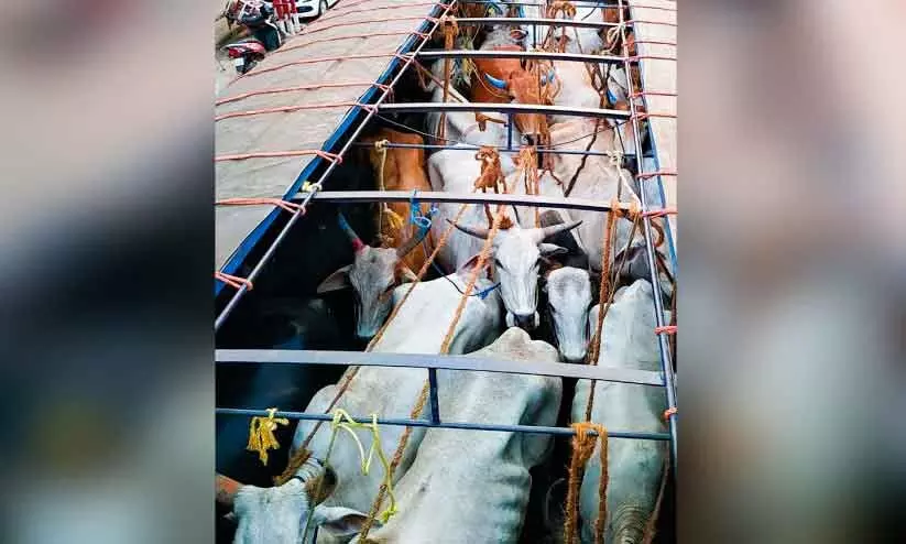 രോഗ വ്യാപനം: പരിശോധന ശക്തമാക്കി മൃഗസംരക്ഷണ വകുപ്പ് ചെക്ക്പോസ്റ്റുകൾ രോഗ വ്യാപനം: പരിശോധന ശക്തമാക്കി മൃഗസംരക്ഷണ വകുപ്പ് ചെക്ക്പോസ്റ്റുകൾ