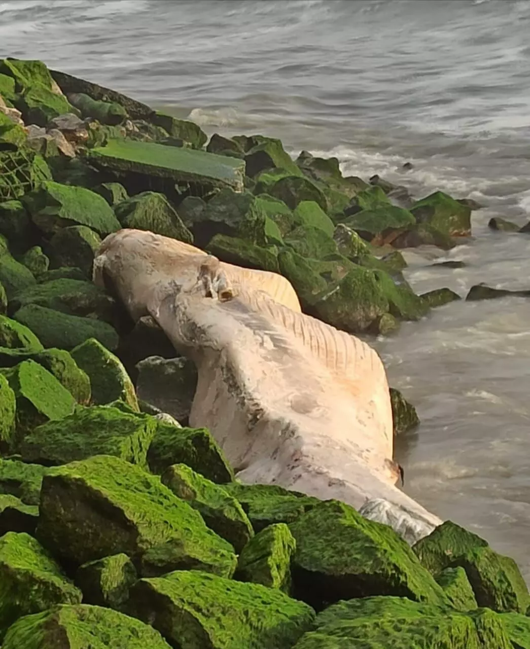 കൂറ്റൻ തിമിംഗലം അഴീക്കൽ ബീച്ചിൽ കരക്കടിഞ്ഞു