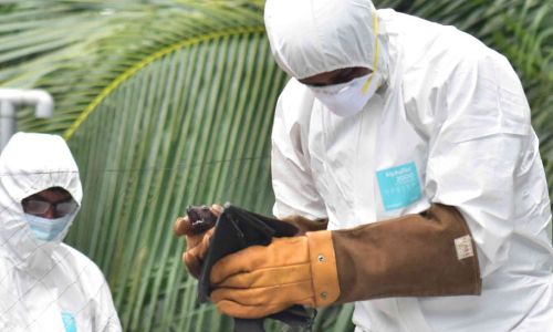 സാമ്പിളുകളിൽ നിപാ വൈറസ് സാന്നിധ്യമില്ലെന്ന്​ പരിശോധനഫലം