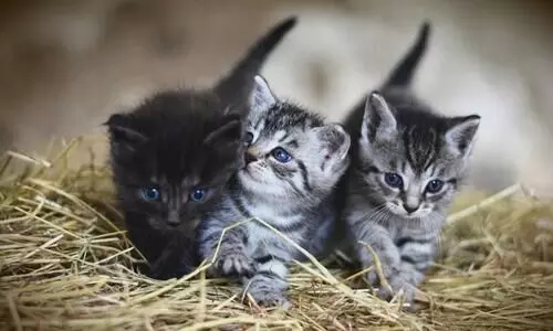 Kittens