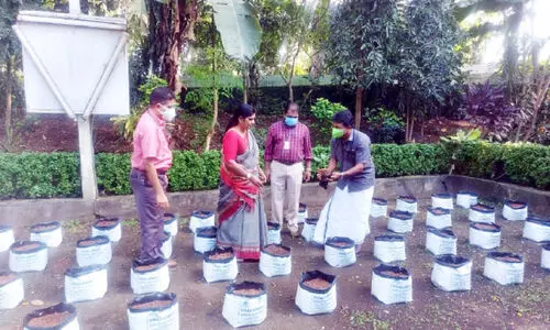 J Chinchurani farming