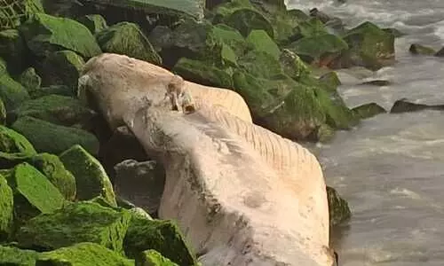 കൂറ്റൻ തിമിംഗലം അഴീക്കൽ ബീച്ചിൽ കരക്കടിഞ്ഞു