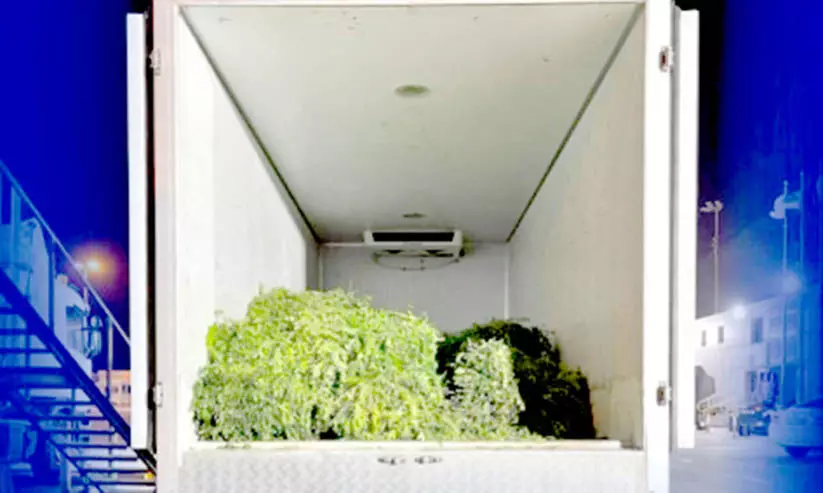 പച്ചക്കറി ട്രക്കിൽ കടത്തിയ 64 ഫാൽകൺ പരുന്തുകളെ പിടിച്ചെടുത്തു പച്ചക്കറി ട്രക്കിൽ കടത്തിയ 64 ഫാൽകൺ പരുന്തുകളെ പിടിച്ചെടുത്തു