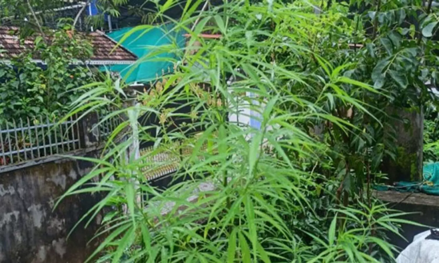 ചങ്ങനാശ്ശേരിയിലെ വീട്ടുവളപ്പില്‍ കഞ്ചാവ് ചെടി;  നാർ​കോട്ടിക്​ സെൽ പരിശോധന നടത്തി, കേസെടുത്തു