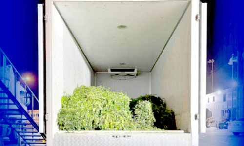 പച്ചക്കറി ട്രക്കിൽ കടത്തിയ 64 ഫാൽകൺ പരുന്തുകളെ പിടിച്ചെടുത്തു