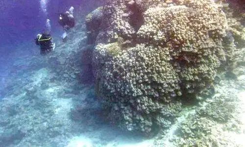 തബൂക്കിലെ അൽ വഖാദി ദ്വീപിൽ 600 വർഷം പഴക്കമുള്ള പവിഴപ്പുറ്റ്​ ശേഖരം കണ്ടെത്തി