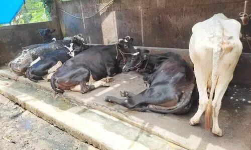 കുളമ്പ് രോഗമെന്ന് ഭീതി; തീററപ്പുല്‍ പൂപ്പൽ രോഗമാണെന്ന് കണ്ടെത്തൽ