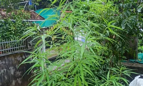 ചങ്ങനാശ്ശേരിയിലെ വീട്ടുവളപ്പില്‍ കഞ്ചാവ് ചെടി;  നാർ​കോട്ടിക്​ സെൽ പരിശോധന നടത്തി, കേസെടുത്തു