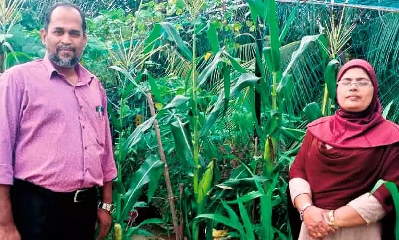 മട്ടുപ്പാവ് കൃഷിയിൽ നൂറുമേനി, ഇത് റംല ടീച്ചർ സ്റ്റൈൽ മട്ടുപ്പാവ് കൃഷിയിൽ നൂറുമേനി, ഇത് റംല ടീച്ചർ സ്റ്റൈൽ