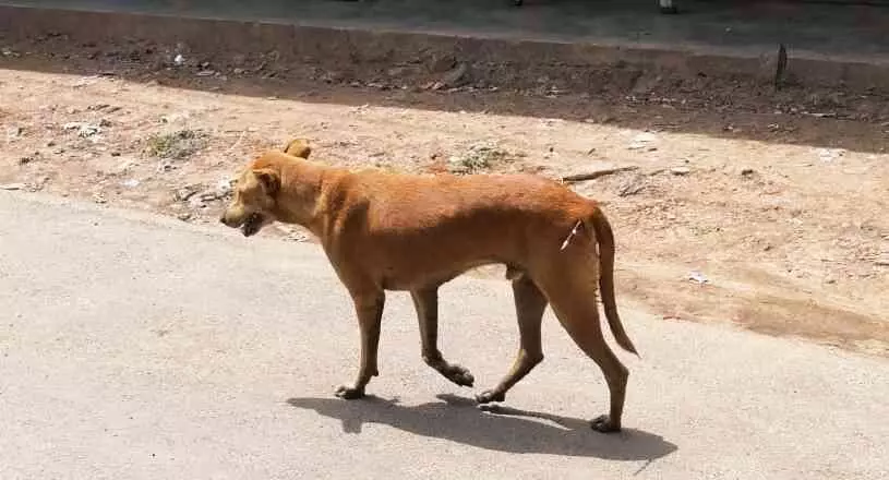 പേപ്പട്ടിയുടെ കടിയേറ്റ് ഇരുപതോളം പേർക്ക് പരിക്ക് പേപ്പട്ടിയുടെ കടിയേറ്റ് ഇരുപതോളം പേർക്ക് പരിക്ക്