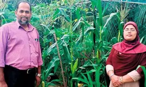 മ​ട്ടു​പ്പാ​വ്​ കൃ​ഷി​യി​ൽ നൂ​റു​മേ​നി, ഇ​ത്​ റം​ല ടീ​ച്ച​ർ സ്​​റ്റൈ​ൽ