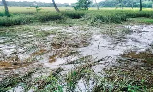 മ​ണ്ണൂ​ർ,ചൂ​ല​നൂ​ർ എന്നിവിടങ്ങളിലായി മൂ​ന്നൂർ ഏ​ക്ക​റിലേറെ നെ​ൽ​കൃ​ഷി വെ​ള്ള​ത്തി​ൽ മ​ുങ്ങി