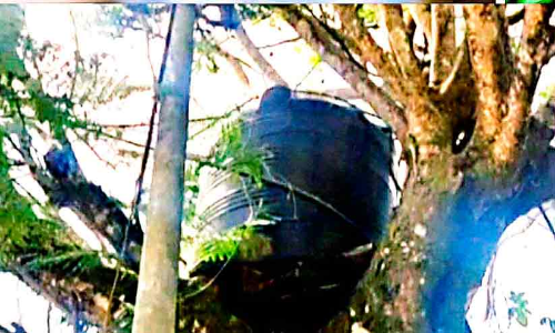 ഈ മരമാണ് തങ്കച്ച​​െൻറ ജലനിധി