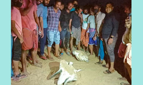 വലയിൽ കുടുങ്ങി തീരത്തടിഞ്ഞ കടലാമകളെ രക്ഷിച്ച് കടലിൽ വിട്ടു