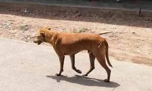പേപ്പട്ടിയുടെ കടിയേറ്റ് ഇരുപതോളം പേർക്ക് പരിക്ക് പേപ്പട്ടിയുടെ കടിയേറ്റ് ഇരുപതോളം പേർക്ക് പരിക്ക്