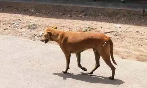 ആധി വിതച്ച്​ പേപ്പട്ടി; കൊച്ചുകുഞ്ഞടക്കം ആറുപേർക്ക് കടിയേറ്റു